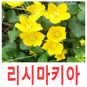 (성실D)야생화 리시마키아(옐로우체인)(포트) 7개