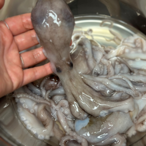 [당일발송] 선상급냉 30cm 선동 낙지 가성비 낙지볶음 연포탕 채채푸드, 3개, 1kg (6미)