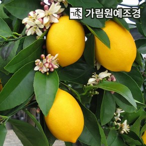 귤나무 레몬나무(유레카) 7치화분 결실주 묘목 나무 나무언니, 5개