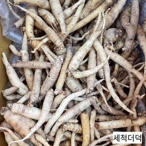 제주 더덕 겨울 흙더덕 외 산지발송 제주농장_NP, 한입세척더덕 2kg(실중량1.7kg), 1박스, 2kg