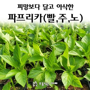 [모종심는아빠] 피망보다 달고 아삭한 파프리카모종, 1개, 빨주노 각