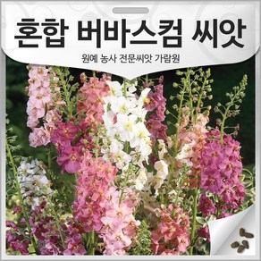 우리꽃 버바스컴 씨앗 버바스쿰 종자 버바스컴씨 100알, 1개