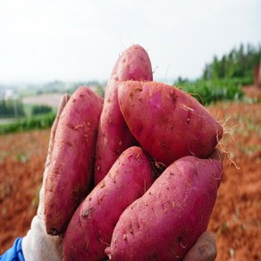 무안 스테비아 꿀고구마 특상 3kg/5kg/10kg 베니하루카, 10kg, 1개