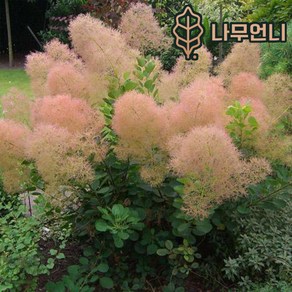 안개나무 묘목 자엽안개 나무언니, 영레이디 P9포트, 1개