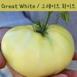 그레이트 화이트 Great White 큰토마토 달콤한 희귀토마토 교육체험용 세트