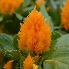 맨드라미 아이스크림 컬러선택 (꽃씨앗/20립)Ice Ceam Celosia, 1개