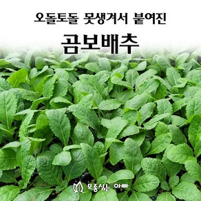 [모종심는아빠] 오돌토돌 못생겨서 붙여진 곰보배추 모종, 36개