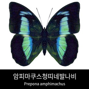 암피마쿠스청띠네발나비표본 Pepona amphimachus