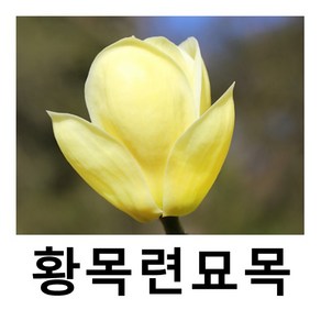 목련나무 묘목 황목련 R3cm, 1개