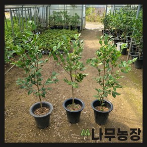 (나무농장) 동백나무 서향동백 8치 화분 ( 키 80cm 내외 ), 1개