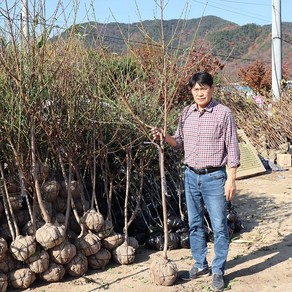 복숭아나무 묘목 3년생 4년생 결실주 백도올유명 황도 신비 천도