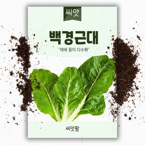 백경근대씨앗 (10g) 근대씨앗, 1개