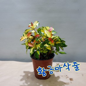 황금 마삭줄, 1개