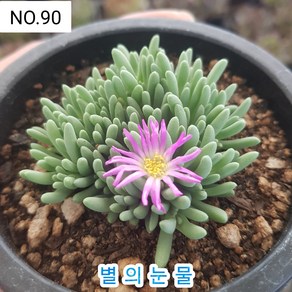 다육식물- 희귀 다육 100가지 모아보기, [NO. 90] 7.5cm 포트, 1개