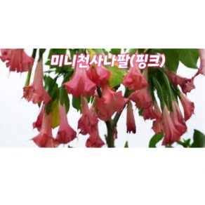 미니천사의나팔(핑크)