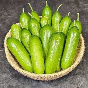 수분가득 미니오이 산지직송 수확즉시 발송, 1개, 1kg