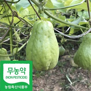 산지직송 국내산 친환경 차요테 차요태