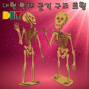 DIY 대형 인체 골격 구조 모형 KHM