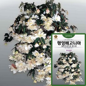 행잉베고니아 일루미네이션 화이트 씨앗 5립, 1개