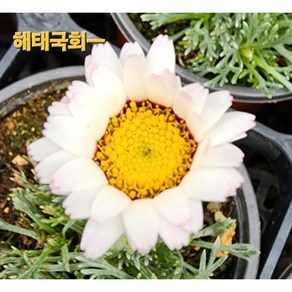[비젼플라워] (야생화놀이터)---노지월동-베란다월동-해태국화, 1개, 00