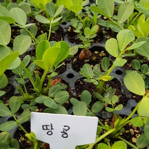 [모종모종]땅콩 모종(50구 트레이), 1개