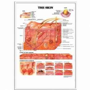 (Anatomical)피부차트 THE SKIN 사이즈 54x76 NO.9940, 1개