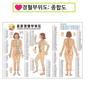 피지오 경혈부위도 인체도 혈점 발분포도