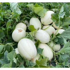 [수향농] 설향메론 올해첫출하 산지직송 고당도 프리미엄, 1개, 2kg