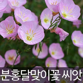 분홍 달맞이꽃 씨앗 낮 달맞이꽃 씨 종자 500알, 1개