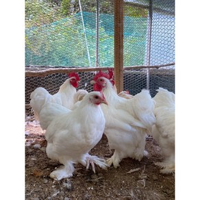 [8개세트] 다양한 컬러의 코친 반탐 종란 [Cochin Bantams][귀여운 소형닭/애완닭/미니닭] 병아리 부화용 유정란 관상닭 품종닭 예쁜닭 꽃닭 작은닭