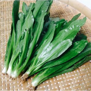 쿨란트로/ngo gai 100g/long coriander/ 아시아 농장 송소희