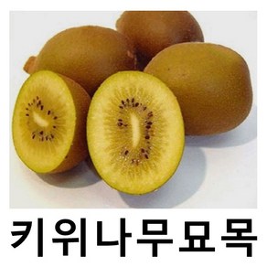 키위나무 묘목 골드키위 접목1년 특묘