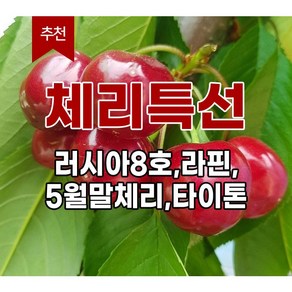 장원농원 체리나무 묘목 라핀체리 타이톤 러시아8호 5월말체리 왜성대목