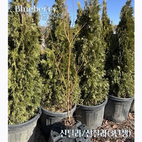 블루베리묘목 3년생 특선(1set 2주) 