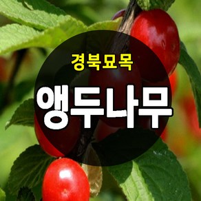 우수한 품종의 나무묘목 유실수 과실수 약용수 조경수 판매중, 앵두나무, 앵두나무 상묘, 1개, 앵두나무 접목 2년생 상묘