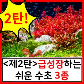 수초하우스) <2탄>급성장하는 쉬운 수초 3종 세트<2탄>, 22개