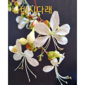 [지인야생화] 나비시다래-수형랜덤, 1개, 흰색