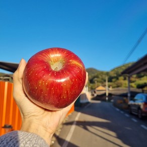 의성 꿀 사과 3kg 부사 선물용 가정용 경북 옥산 산지직송 빛고운농원