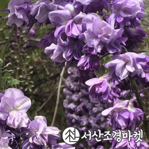 등나무 묘목 블랙드래곤 C2사각포트 나무 서산조경마켓, 1개