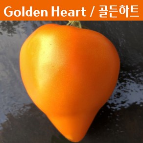 골든 하트 Golden Heat 큰토마토 달콤한 희귀토마토 교육체험용 세트, 1개