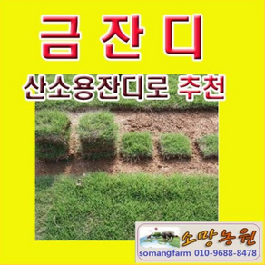 (소망)금잔디떼장(1제곱미터)1헤베 산소용 정원용