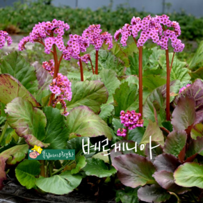 베르게니아 [3포트 복남이네야생화 모종 설화 바위취 돌부채 bergenia]