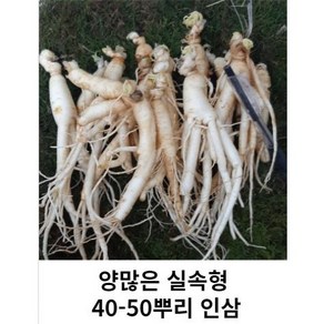 못난이 작은 파삼 세척못난이 40-50뿌리 금산인삼 수삼 파삼 가정용