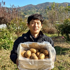 광양 산지직송 그린키위 5kg Geen Kiwi, 1박스, 그린키위 대과 5KG