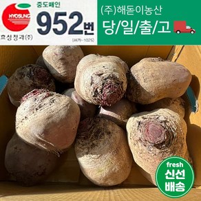 해돋이농산 제주 레드비트 비트 10kg 내외