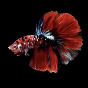 코이베타 (koi betta) [2마리-1쌍] - 색상 모양 패턴 랜덤, 1개, 10g