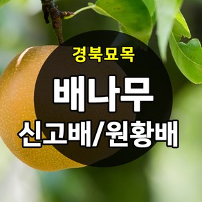 [경북농원] 배나무묘목(신고배/원황배/황금배) 접목 특묘 판매중