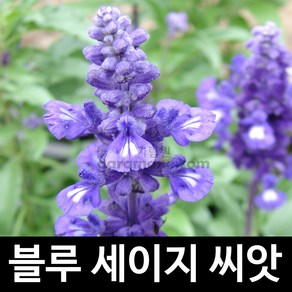 블루 세이지 씨앗 허브씨앗 허브씨 종자 향신료 100알, 1개