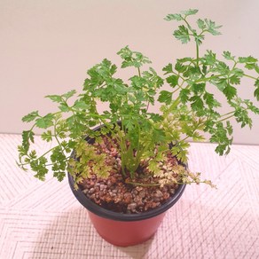 처빌(차빌) 10cm 포트화분 허브모종 식용허브 허브키우기, 1개