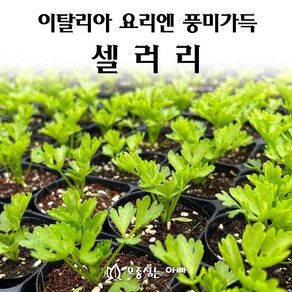 [모종심는아빠] 이탈리아 요리에는 풍미가득한 셀러리